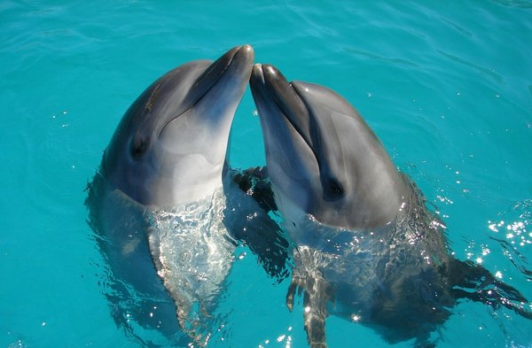 Où pratiquer la plongée avec les dauphins dans les eaux cristallines des Bahamas : spots et saisons idéales ?